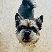 Walter is registered to the contest to win money with this photo: dog, small_dog, mixed_breed, portrait, close_up, looking_up, smile, teeth, ears, eyes, nose, tail, fur, indoor, tile_floor, pet, happy, cheerful, whiskers, paws