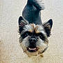 dog, small_dog, mixed_breed, portrait, close_up, looking_up, smile, teeth, ears, eyes, nose, tail, fur, indoor, tile_floor, pet, happy, cheerful, whiskers, paws