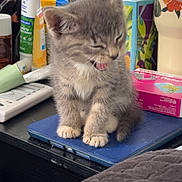 Roo is registered to the contest to win money with this photo: kitten, gray_tabby, cat, tablet_cover, medicine_box, lotion, vase, table, indoor, pet, paws, feline, small_animal, cute, fur, whiskers, mouth_open, sitting, young, domestic