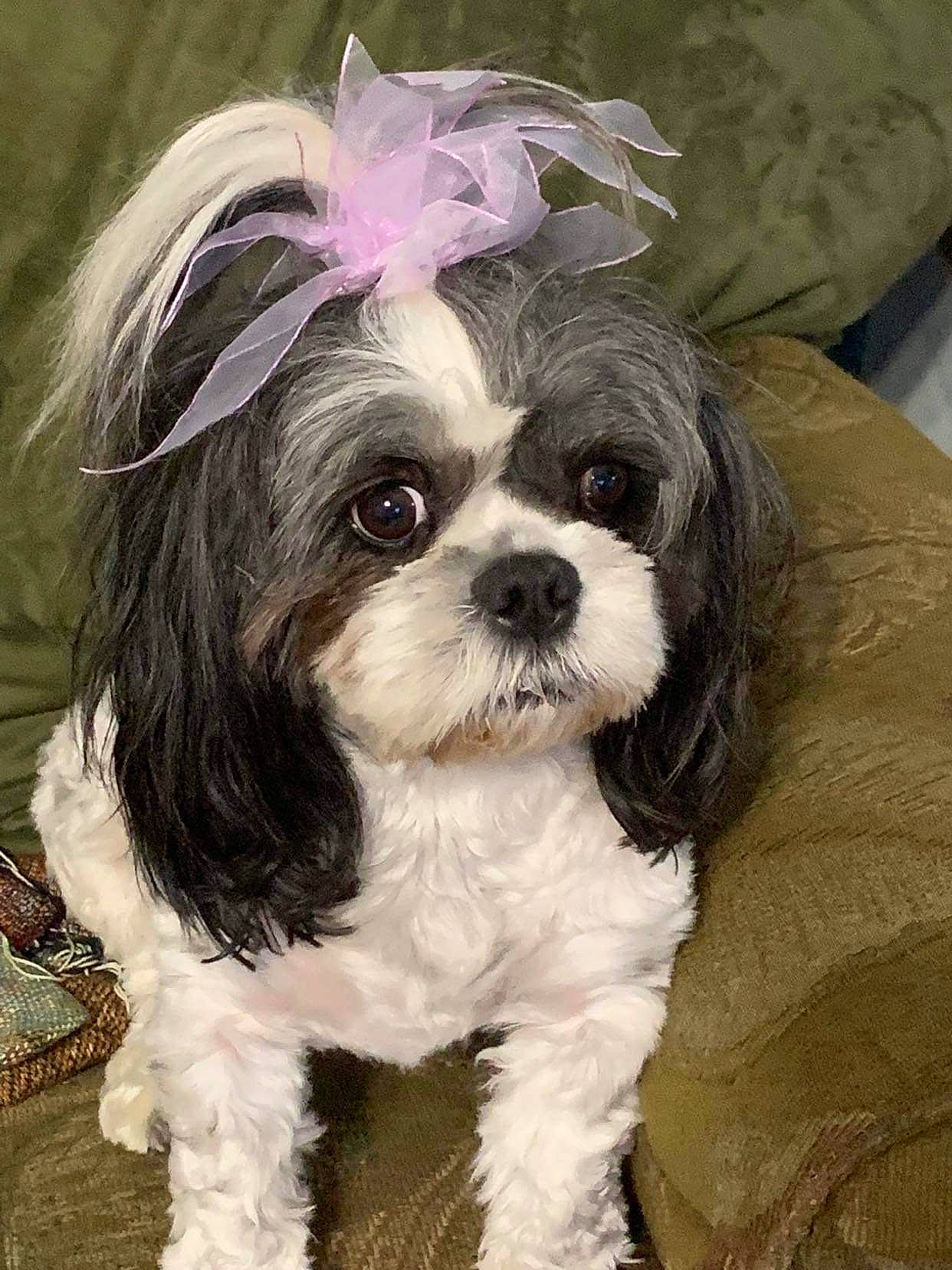 Sophie joined the competition — help win amazing prizes! canidae, carnivore, companion_dog, dog, dog_breed, dog_supply, fawn, fur, head, liver, maltepoo, non_sporting_group, puppy, shih_tzu, snout, sporting_group, toy_dog, working_animal