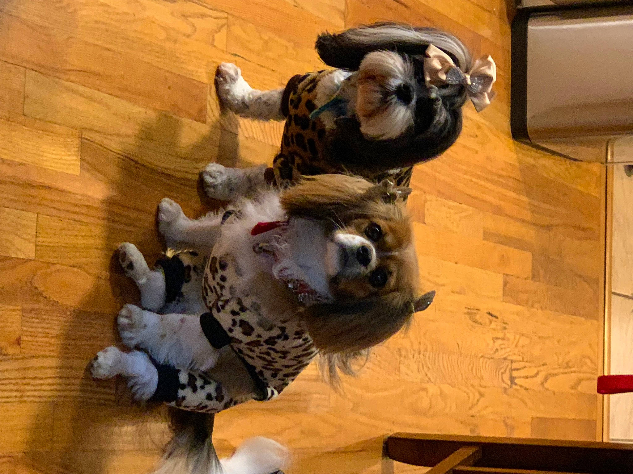 Piper is registered to the contest to win money with this photo: art, canidae, companion_dog, dog_breed, fawn, felidae, flooring, fun, fur, hardwood, sculpture, snout, sporting_group, statue, toy, visual_arts, wood, wood_flooring, wood_stain, working_animal