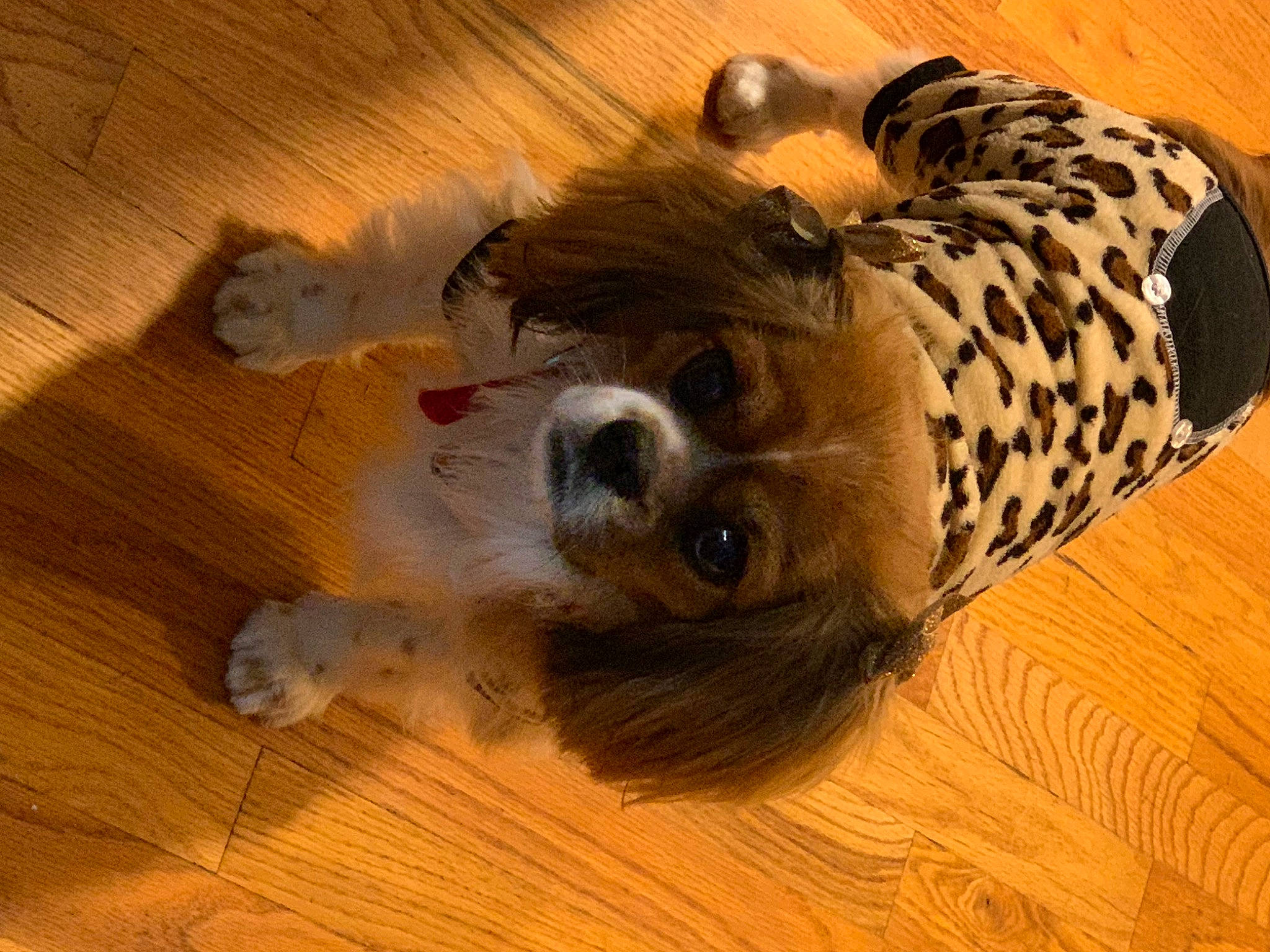 Piper is registered to the contest to win money with this photo: big_cats, carnivore, companion_dog, dog, dog_breed, fawn, felidae, floor, flooring, hardwood, laminate_flooring, small_to_medium_sized_cats, snout, tail, terrestrial_animal, whiskers, wood, wood_flooring, wood_stain, working_animal