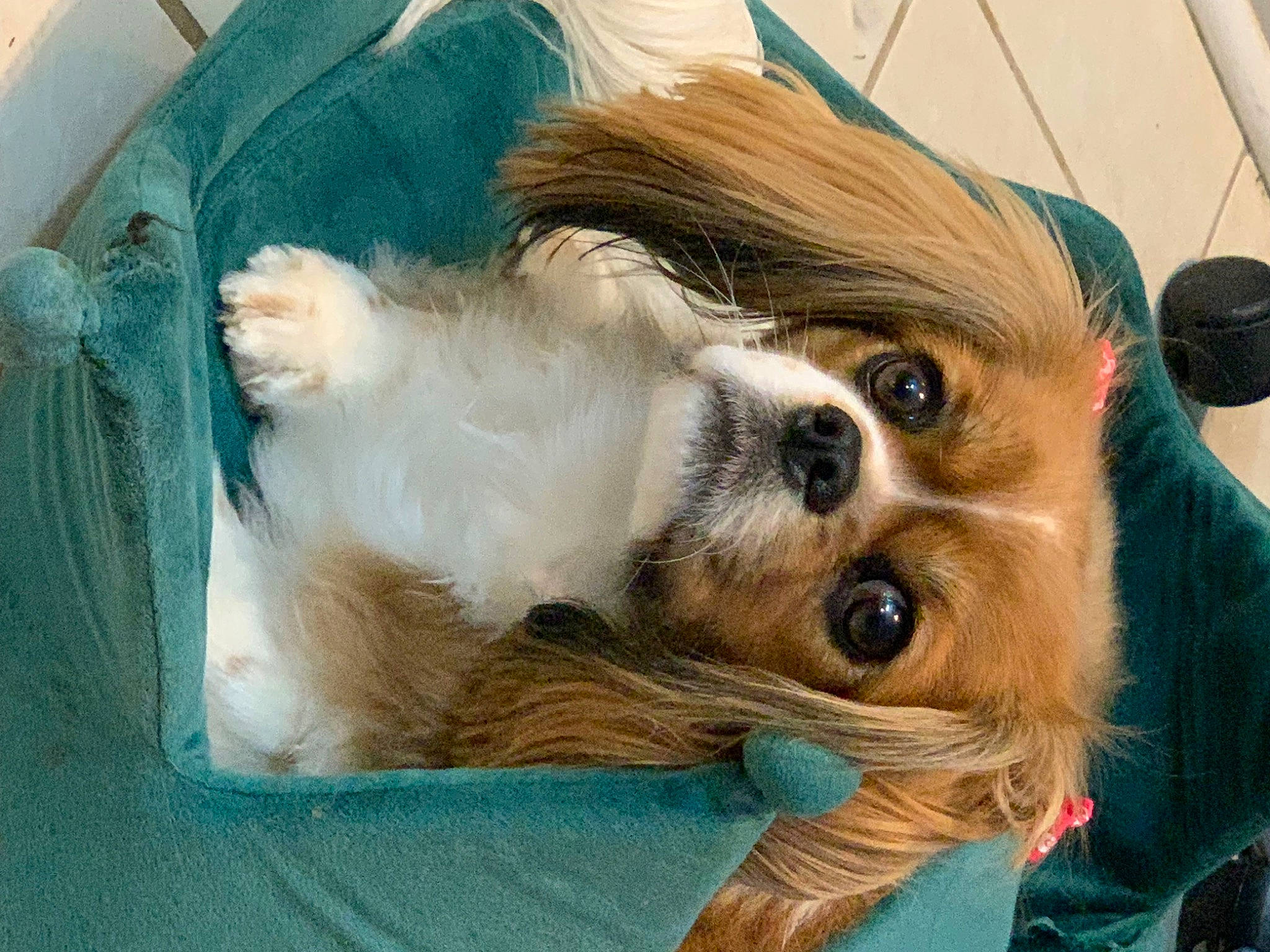 Piper joined the competition — help win amazing prizes! canidae, carnivore, cavalier_king_charles_spaniel, companion_dog, dog, dog_breed, dog_supply, eyewear, fawn, fur, liver, paw, pekingese, small_terrier, snout, spaniel, sporting_group, toy_dog, whiskers, working_animal