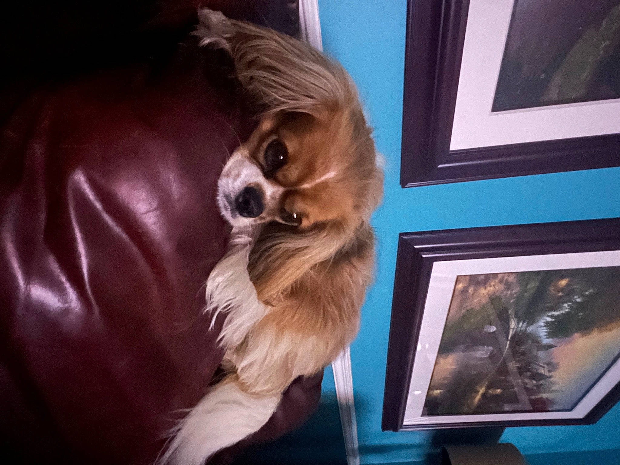 Piper joined the competition — help win amazing prizes! art, canidae, carnivore, companion_dog, dog, dog_breed, eyewear, fawn, fur, german_spitz, liver, long_hair, paw, picture_frame, room, sporting_group, toy_dog, visual_arts, whiskers, wood