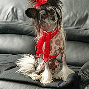 Sweety participe au concours pour gagner de l'argent avec cette photo : dog, canine, pet, red_scarf, red_bow, spotted_coat, long_hair, black_leather_couch, sitting, fluffy_paws, indoor, cute, small_dog, adorable, fur, accessory, portrait, animal, domestic_animal, resting
