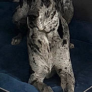 Creed joined the competition — help win amazing prizes! great_dane, dog, harlequin_coat, pet, animal, indoor, dog_bed, blue_bed, carpet, gray_wall, large_dog, relaxed, lounging, canine, domestic_animal, furry, four_legs, ears, snout, paw
