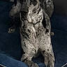 great_dane, dog, harlequin_coat, pet, animal, indoor, dog_bed, blue_bed, carpet, gray_wall, large_dog, relaxed, lounging, canine, domestic_animal, furry, four_legs, ears, snout, paw