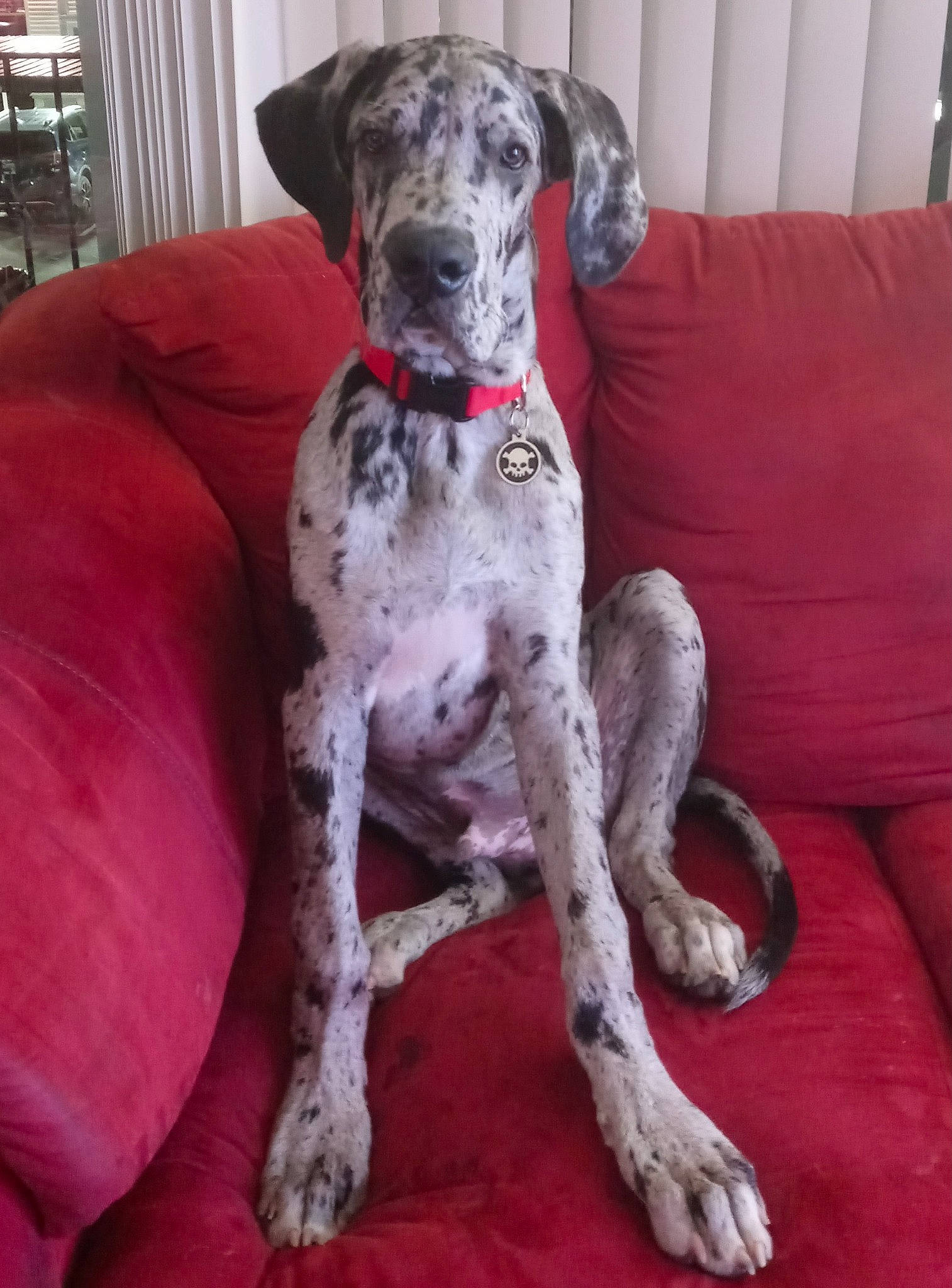 Creed is registered to the contest to win money with this photo: canidae, carnivore, comfort, companion_dog, dog, dog_breed, dog_collar, dog_supply, fawn, hunting_dog, non_sporting_group, paw, sleeper_chair, sporting_group, tail, terrestrial_animal, working_animal, working_dog