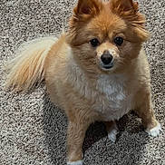 Vivi is registered to the contest to win money with this photo: alert, animal, brown, canine, carpet, companion, cute, dog, domestic, ears, fluffy, friendly, fur, indoor, looking_up, pet, portrait, small_dog, tail, white_paws