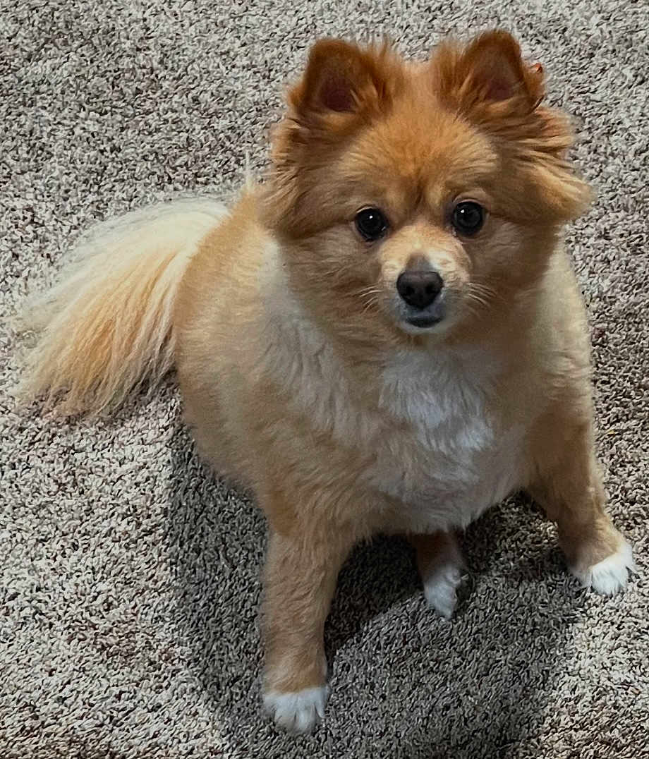 Vivi