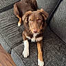 dog, puppy, brown_dog, white markings, floppy_ears, blue_eyes, sitting, lying_down, paws, long_tail, pet, couch, sofa, cushion, living_room, hardwood_floor, indoor, portrait, adorable, relaxed