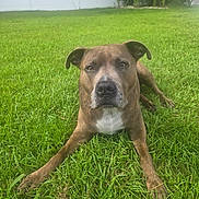 Eclipse is registered to the contest to win money with this photo: dog, animal, pet, grass, outdoor, lawn, canine, brown, white_chest, ears, face, eyes, snout, quiet, relaxed, nature, summer, yard, fence, plant