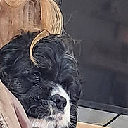 Hank joined the competition — help win amazing prizes! puppy, dog, black_and_white, close_up, sleepy, fur, nose, wooden_chair, fabric, indoor, pet, young_dog, resting, cute, face, animal, muzzle, whiskers, soft, portrait