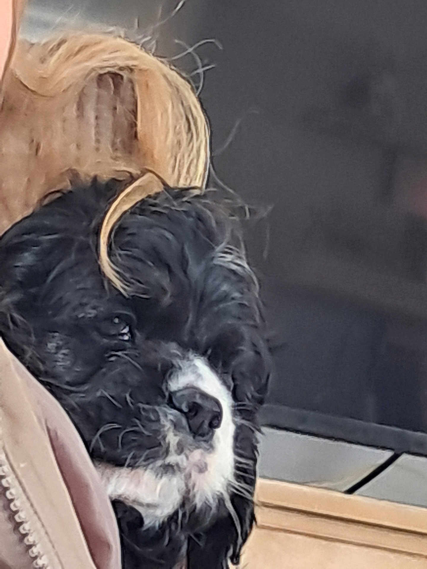 Hank joined the competition — help win amazing prizes! puppy, dog, black_and_white, close_up, sleepy, fur, nose, wooden_chair, fabric, indoor, pet, young_dog, resting, cute, face, animal, muzzle, whiskers, soft, portrait