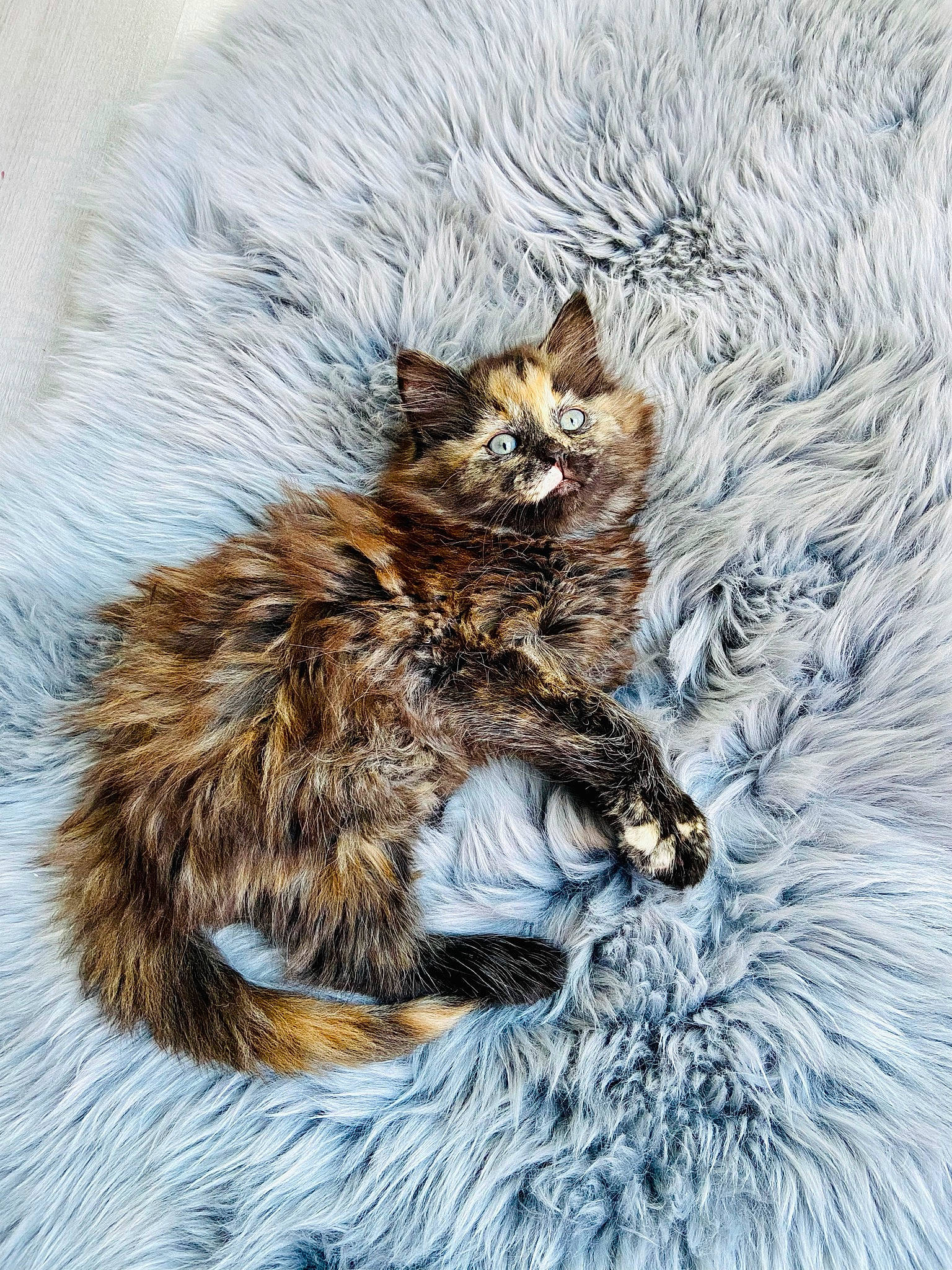 Ricotta participe au concours pour gagner de l'argent avec cette photo : art, carnivore, cat, claw, domestic_short_haired_cat, drawing, felidae, fur, illustration, maine_coon, painting, sketch, small_to_medium_sized_cats, tail, terrestrial_animal, whiskers, wildlife