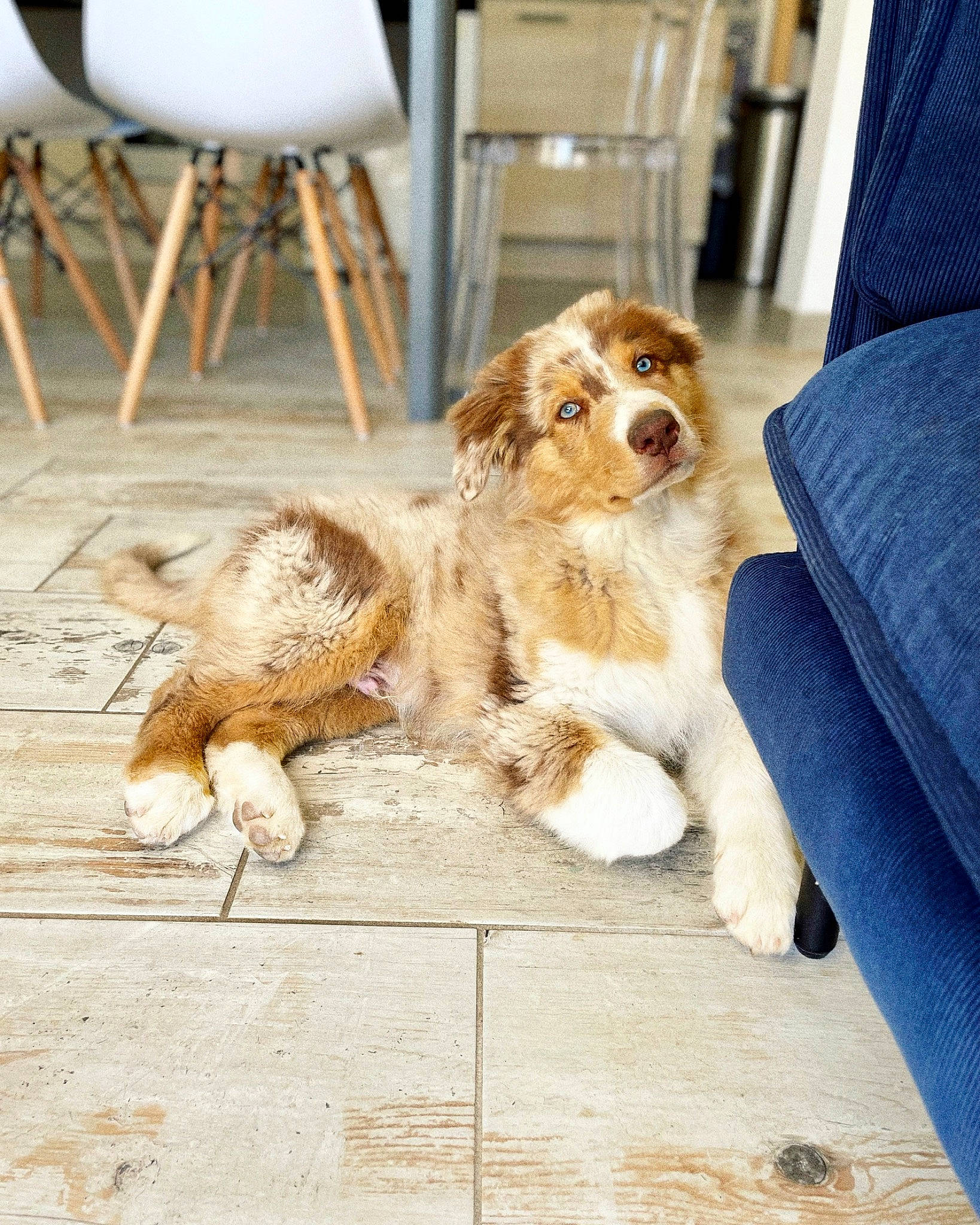 George participe au concours pour gagner de l'argent avec cette photo : carnivore, chair, companion_dog, couch, dog, dog_breed, door, floor, flooring, fur, gun_dog, hardwood, paw, small_to_medium_sized_cats, spaniel, tail, toy_dog, whiskers, window, wood
