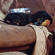 Marvel is registered to the contest to win money with this photo: dog, dachshund, pet, couch, quilted, brown, plush_toy, bottle, indoor, resting, animal, laying_down, cozy, furniture, cute, domestic, relaxed, companion, household, sleepy