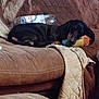 dog, dachshund, pet, couch, quilted, brown, plush_toy, bottle, indoor, resting, animal, laying_down, cozy, furniture, cute, domestic, relaxed, companion, household, sleepy