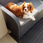 Ulysse a rejoint le concours — aidez-le/la à gagner de superbes lots ! dog, outdoor, sofa, woven_furniture, cushion, patio, sunlight, brown_and_white, relaxed, pet, domestic_animal, garden, mat, curious, cozy, fur, animal, seat, resting, companion