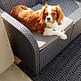 dog, outdoor, sofa, woven_furniture, cushion, patio, sunlight, brown_and_white, relaxed, pet, domestic_animal, garden, mat, curious, cozy, fur, animal, seat, resting, companion