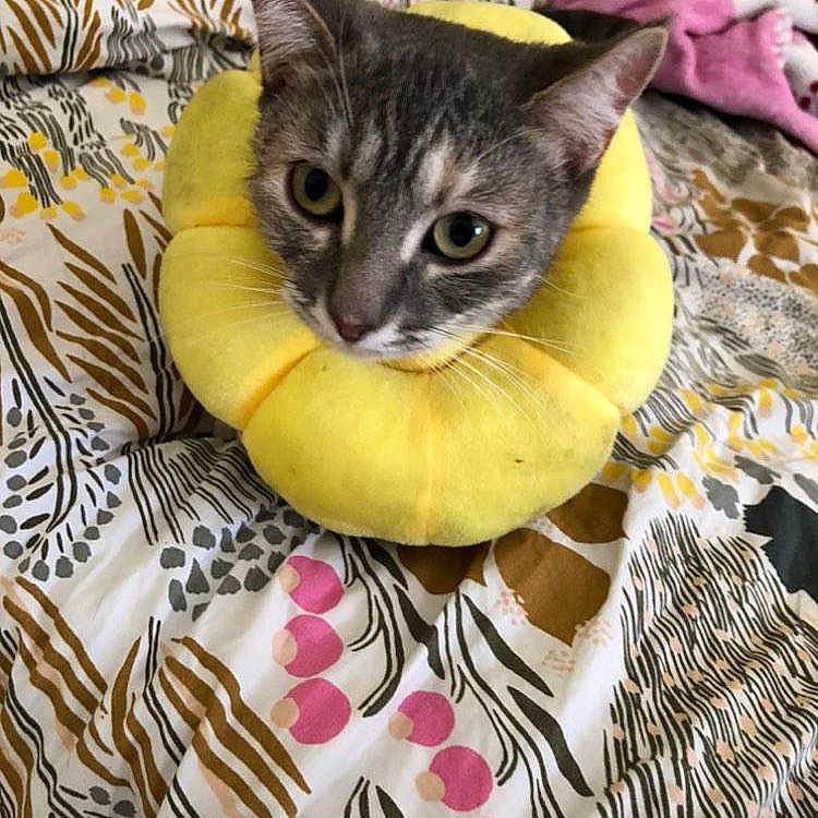 Tigress joined the competition — help win amazing prizes! abyssinian, animal, bed, blanket, cat, cushion, furniture, homedecor, kitten, manx, pet, pillow, plush, quilt, toy
