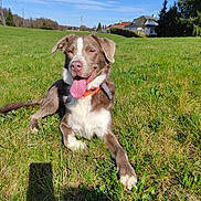 Taiko a rejoint le concours — aidez-le/la à gagner de superbes lots ! accessories, animal, canine, countryside, dog, field, grass, grassland, hound, labradorretriever, lawn, nature, outdoors, pet, plant, pointer, puppy, rural, strap, utilitypole
