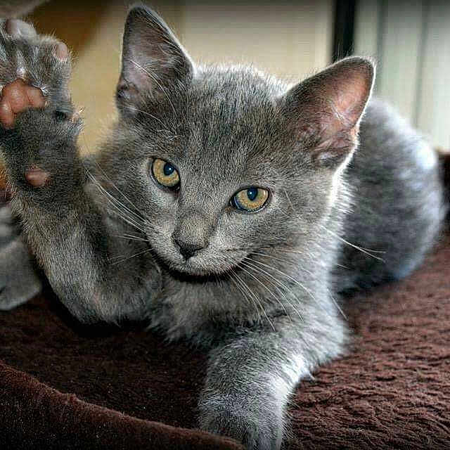 Tigri participe au concours pour gagner de l'argent avec cette photo : abyssinian, angora, animal, blanket, cat, claw, egyptiancat, electronics, gray, hardware, hook, kitten, manx, pet, rat, rodent, snout