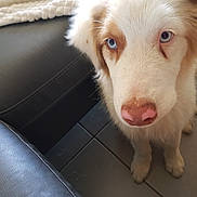 Ouper a rejoint le concours — aidez-le/la à gagner de superbes lots ! australian_shepherd, companion_dog, dog, dog_breed, dog_breed_group, dog_like_mammal, ear, nose, puppy, snout, sporting_group, whiskers