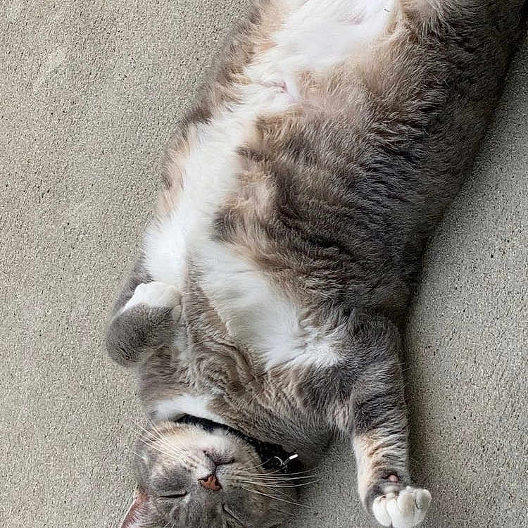 Maine joined the competition — help win amazing prizes! animal, calm, cat, collar, concrete, cute, domestic_cat, fluffy, fur, gray, lying_down, mammal, outdoor, paw, pet, relaxed, resting, sleeping, whiskers, white