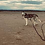 dog, husky, beach, sand, leash, outdoor, pet, canine, animal, sky, cloudy, harness, walking, nature, landscape, tongue_out, daytime, mood, vacation, adventure