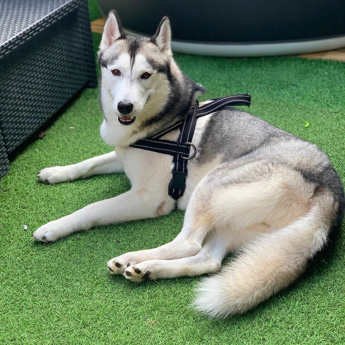 Oggy a rejoint le concours — aidez-le/la à gagner de superbes lots ! animal, black_and_white, canine, chair, companion, daylight, dog, ears, friendly, fur, grass, harness, leisure, outdoor, paw, pet, relaxation, resting, siberian_husky, tail