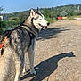 dog, husky, outdoor, path, gravel, leash, harness, shadow, sunlight, smiling, nature, greenery, trees, blue_sky, canine, pet, walk, happy, animal, daytime