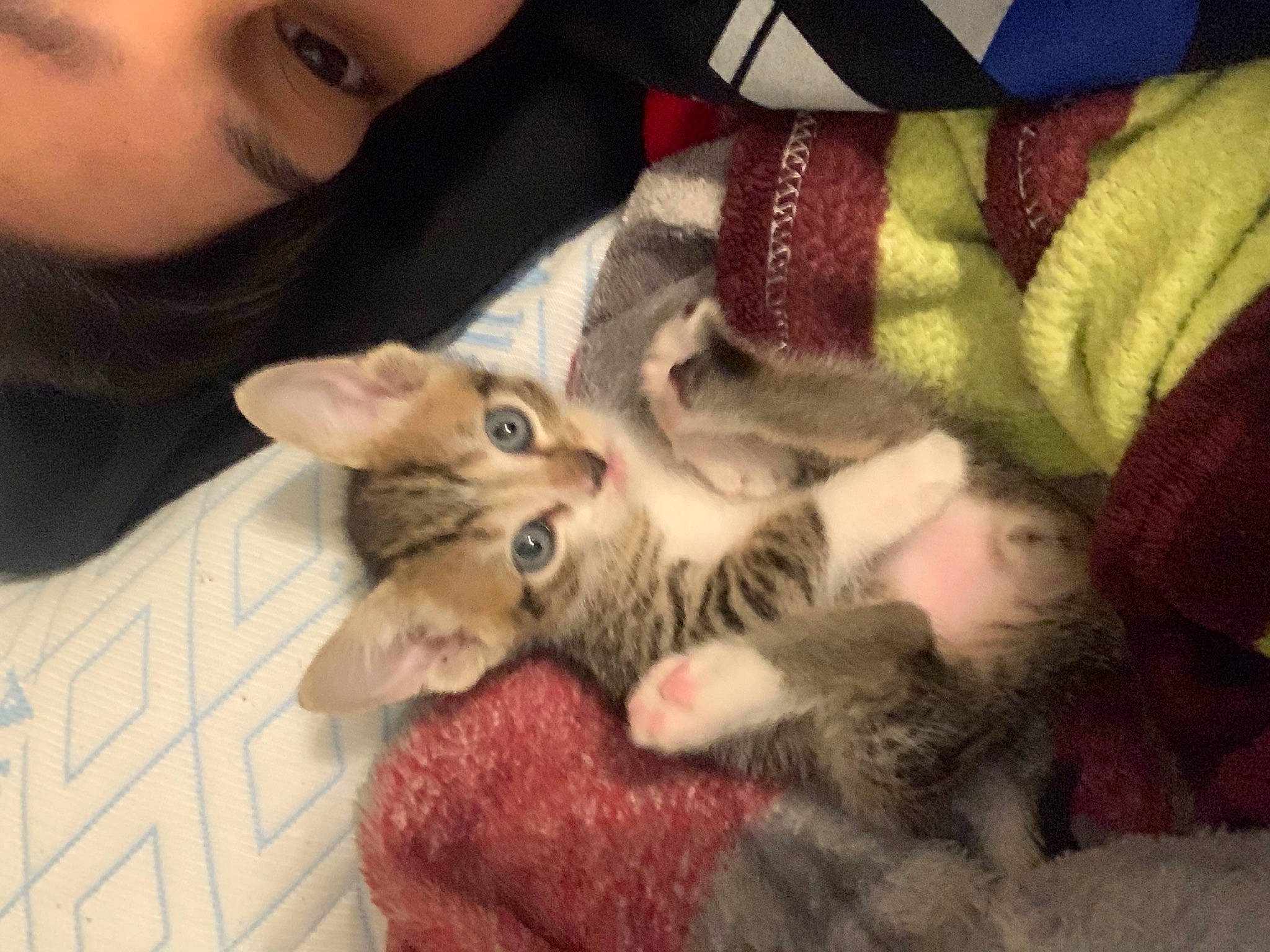 Milo joined the competition — help win amazing prizes! carnivore, cat, claw, comfort, domestic_short_haired_cat, ear, eyelash, fawn, felidae, fur, lap, nail, pattern, paw, selfie, small_to_medium_sized_cats, tail, textile, tree, whiskers