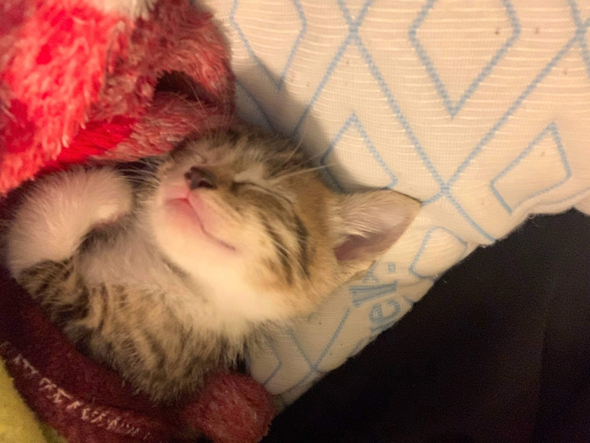 Milo is registered to the contest to win money with this photo: beard, canidae, carmine, carnivore, cat, claw, comfort, companion_dog, domestic_short_haired_cat, ear, fawn, felidae, flesh, fur, paw, small_to_medium_sized_cats, snout, tail, tree, whiskers