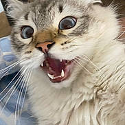 Biggy a rejoint le concours — aidez-le/la à gagner de superbes lots ! cat, fluffy, wide_eyes, open_mouth, teeth, whiskers, fur, indoor, close_up, surprised, pet, animal, cute, expression, face, nose, ears, home, feline, attention