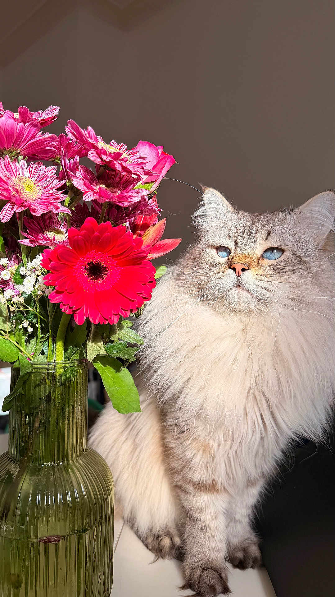 Biggy a rejoint le concours — aidez-le/la à gagner de superbes lots ! cat, fluffy, blue_eyes, flower_bouquet, pink_flowers, red_flower, green_vase, glass_vase, sunlight, indoor, pet, feline, long_hair, domestic_cat, plant_stem, table, closeup, natural_light, still_life, decor