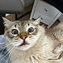 cat, fluffy, wide_eyes, startled, fangs, whiskers, indoor, bedroom, furniture, drawer, chair, fur, pet, cute, animal, closeup, face, expression, domestic_cat, surprised