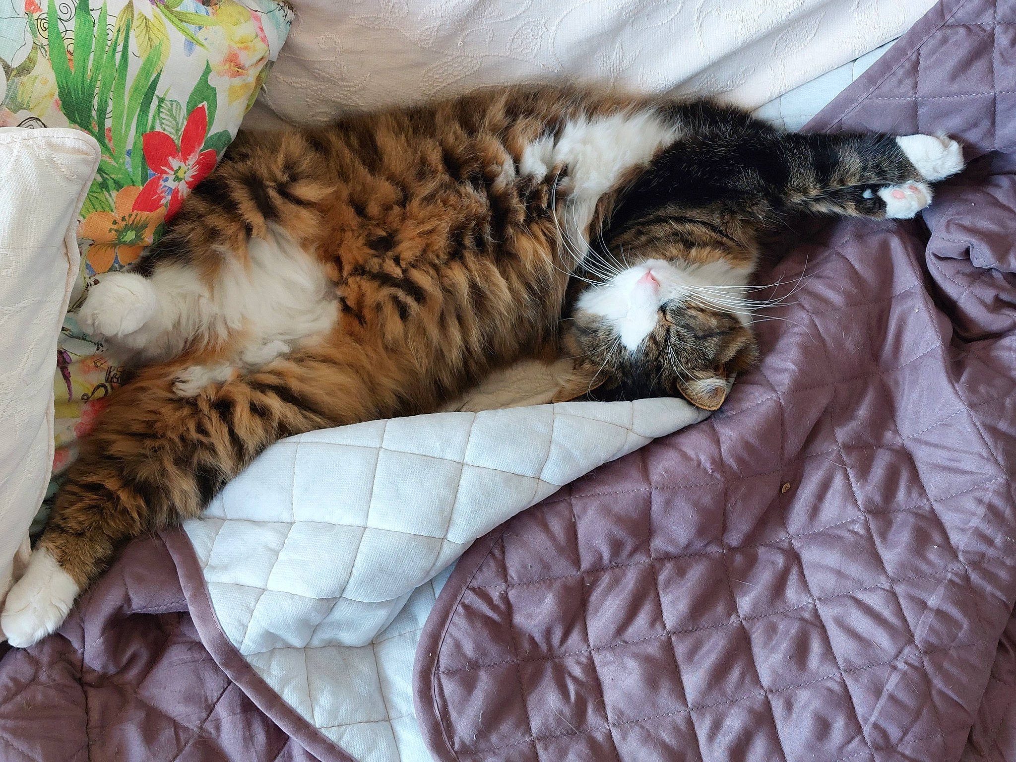 Bambino participe au concours pour gagner de l'argent avec cette photo : bed, bedding, carnivore, cat, claw, comfort, domestic_short_haired_cat, duvet, fawn, felidae, fur, linens, nap, paw, sleep, small_to_medium_sized_cats, tail, terrestrial_animal, textile, whiskers