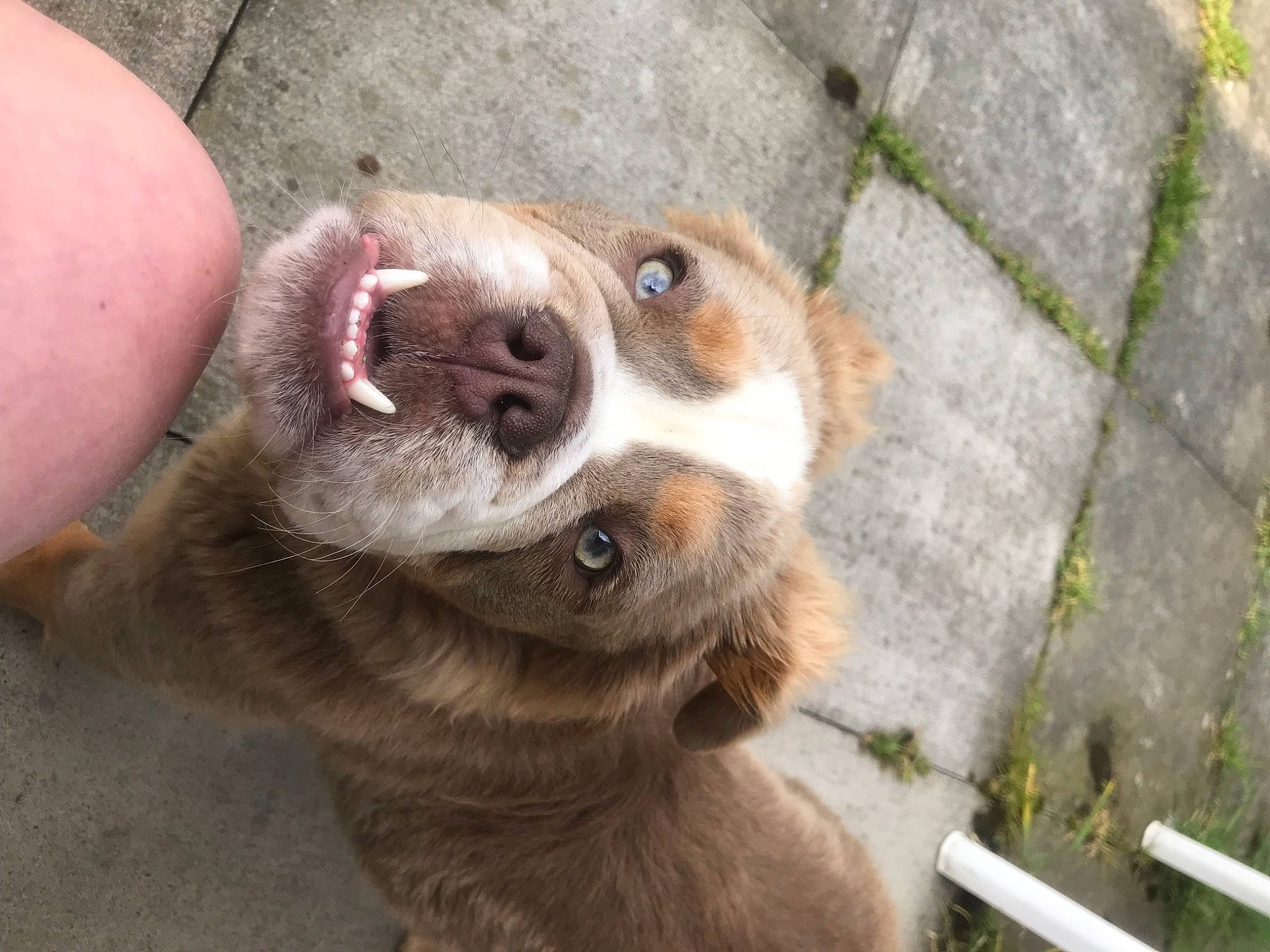 Chewy joined the competition — help win amazing prizes! ancient_dog_breeds, canidae, carnivore, collar, companion_dog, dog, dog_breed, fawn, fur, non_sporting_group, paw, puppy, snout, sporting_group, street_dog, terrestrial_animal, whiskers, working_animal