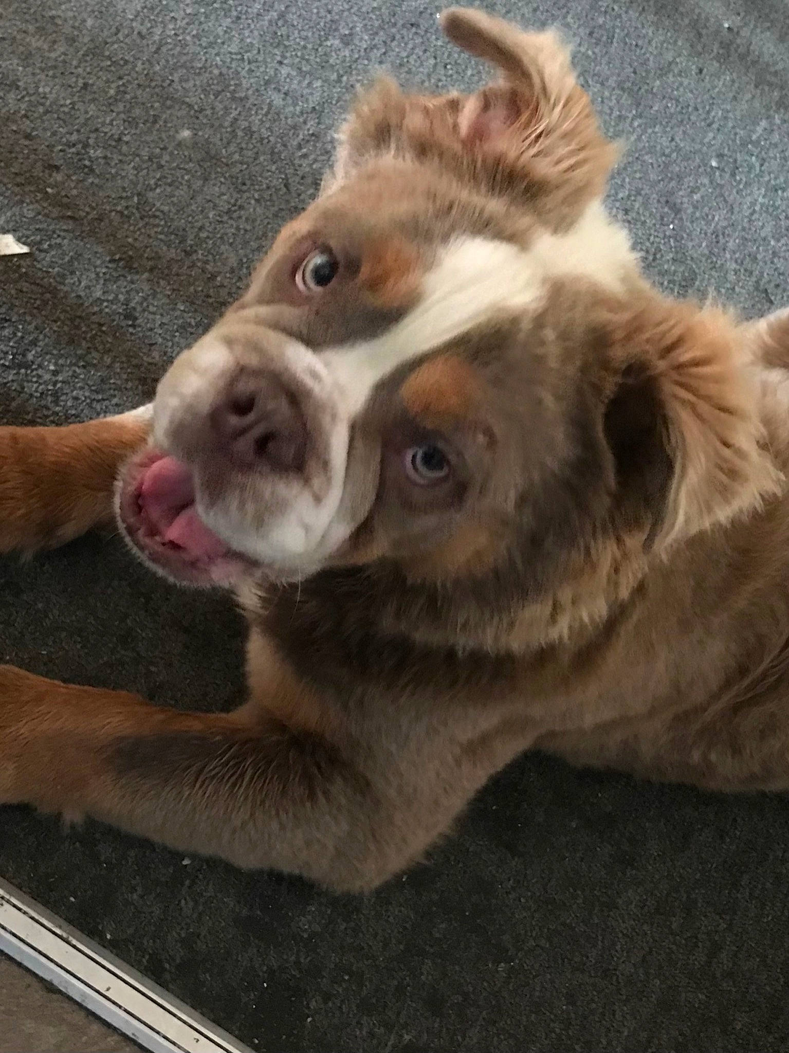 Chewy is registered to the contest to win money with this photo: canidae, carnivore, companion_dog, dog, dog_breed, eye, fawn, fur, jaw, liver, paw, snout, sporting_group, street_dog, terrestrial_animal, whiskers, working_animal, wrinkle