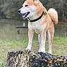 Maki a rejoint le concours — aidez-le/la à gagner de superbes lots ! animal, canine, collar, daylight, dog, fur, grass, lake, moss, nature, outdoor, park, pet, portrait, rock, shiba_inu, side_view, standing, trees, water