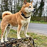 Maki a rejoint le concours — aidez-le/la à gagner de superbes lots ! alert, animal, blurred_background, canine, collar, confident, dog, fur, grass, moss, nature, outdoor, pet, portrait, road, rock, shiba_inu, side_view, standing, trees