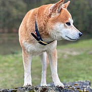 Maki participe au concours pour gagner de l'argent avec cette photo : alert, animal, canine, collar, daylight, dog, forest, fur, grass, mammal, moss, nature, outdoor, park, pet, portrait, rock, shiba_inu, side_view, standing
