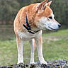 alert, animal, canine, collar, daylight, dog, forest, fur, grass, mammal, moss, nature, outdoor, park, pet, portrait, rock, shiba_inu, side_view, standing