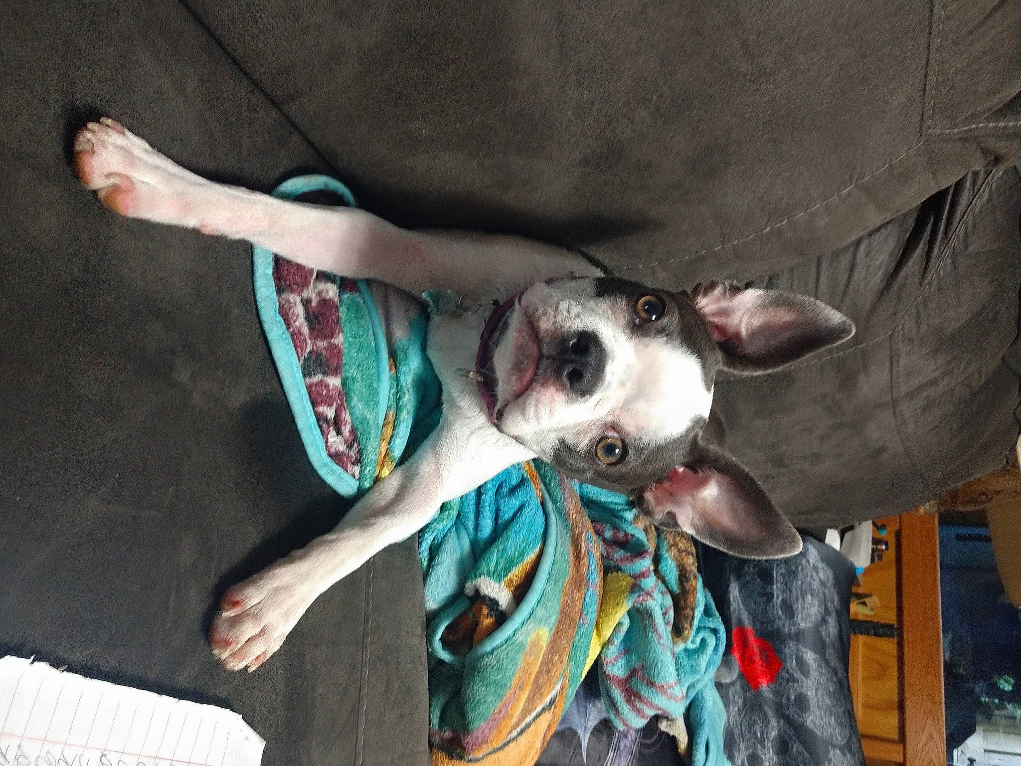 Grace joined the competition — help win amazing prizes! canidae, carnivore, collar, companion_dog, dog, dog_breed, dog_collar, dog_supply, ear, event, fawn, flesh, fur, head, non_sporting_group, snout, sporting_group, street_fashion, whiskers, working_animal