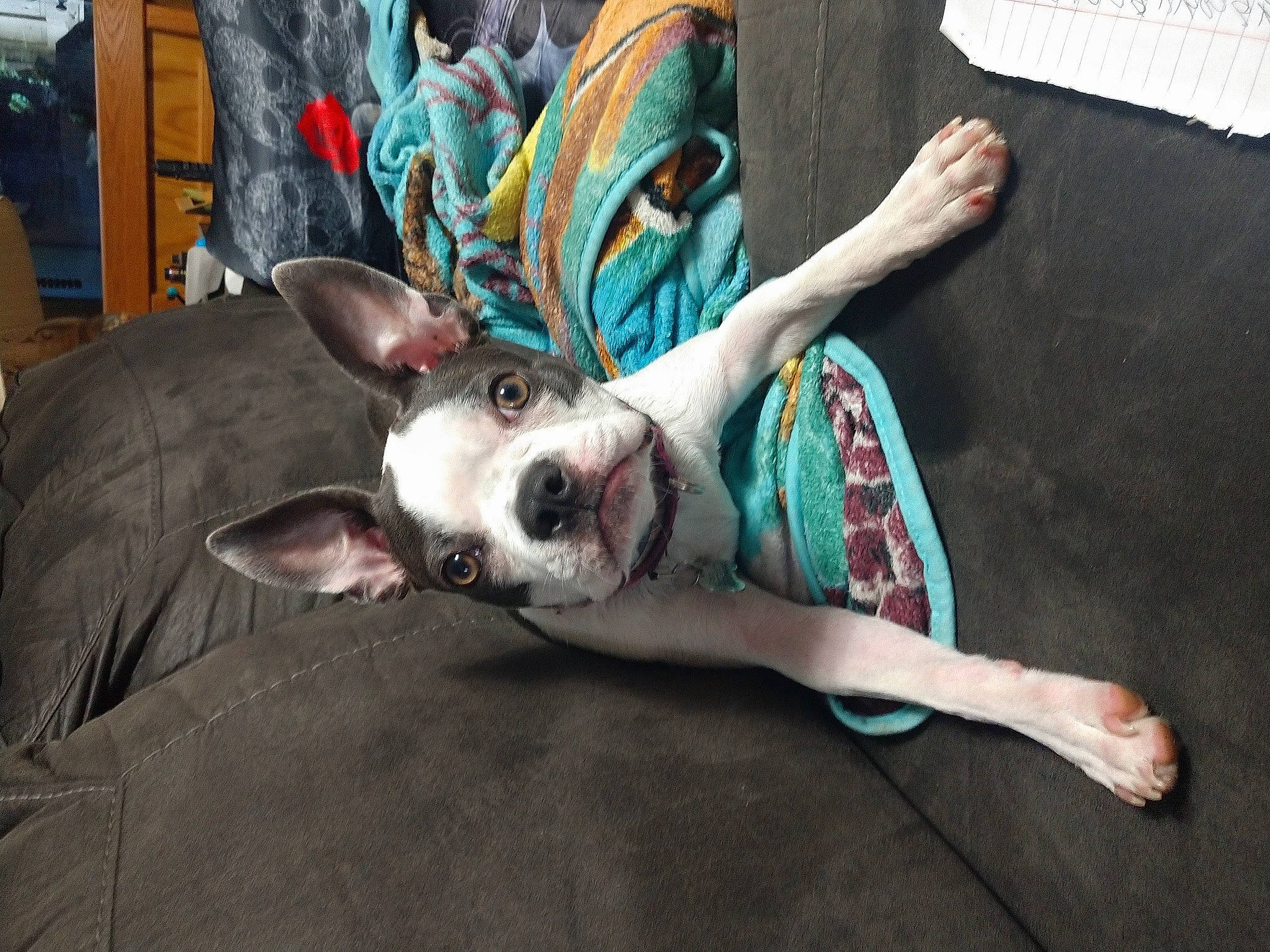 Grace joined the competition — help win amazing prizes! art, canidae, carnivore, companion_dog, dog, dog_breed, dog_supply, ear, eye, eyewear, fawn, foot, fur, human_leg, snout, sporting_group, sunglasses, toy_dog, tree, whiskers