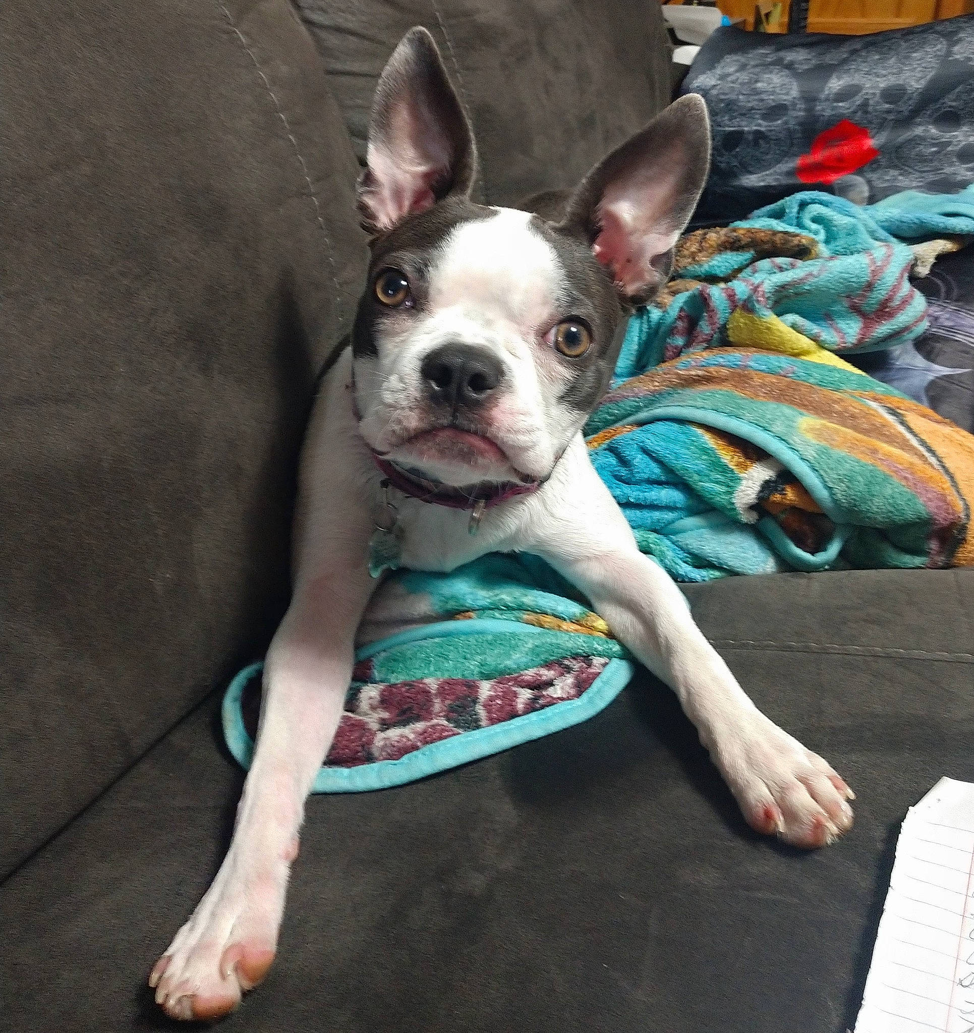Grace is registered to the contest to win money with this photo: boston_terrier, canidae, carnivore, collar, comfort, companion_dog, dog, dog_breed, dog_clothes, dog_supply, ear, eye, fawn, head, linens, snout, sporting_group, toy_dog, whiskers, working_animal