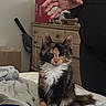 Nani joined the competition — help win amazing prizes! animal, bed, bedroom, blanket, calico_cat, cat, dresser, ears, fluffy, furniture, hand, home, indoors, long_hair, pet, portrait, sitting, tail, tricolor, whiskers