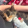 animal, blanket, calico, cat, closed_eyes, cozy, cuddling, cute, ears, furry, indoor, kitten, lap, pet, plush_toy, portrait, sleeping, sleepy, stuffed_animal, whiskers