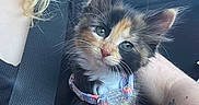 Nani joined the competition — help win amazing prizes! blanket, blue_eyes, calico_cat, car_interior, cat, collar, ears, fluffy, human_arm, kitten, longhaired, passenger, pet_tag, portrait, road_trip, sitting, sky, tattoo, vehicle, whiskers